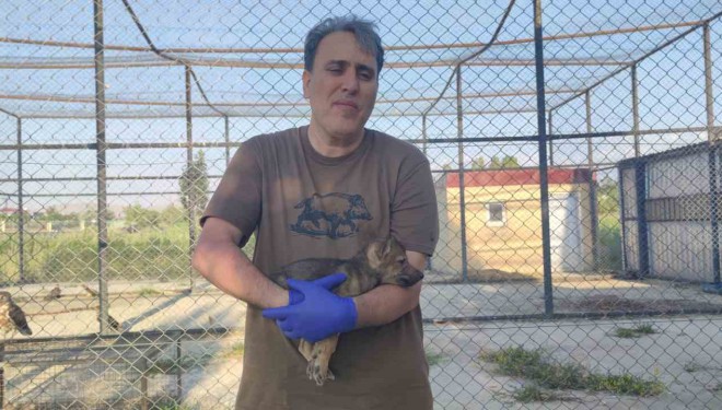 Kurtlar ve köpeklerin akrabalığı araştırılıyor