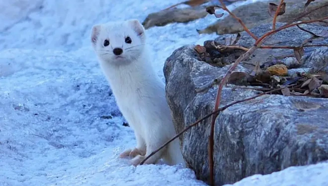 Van Gölü kıyısında beyaz gelincik görüldü
