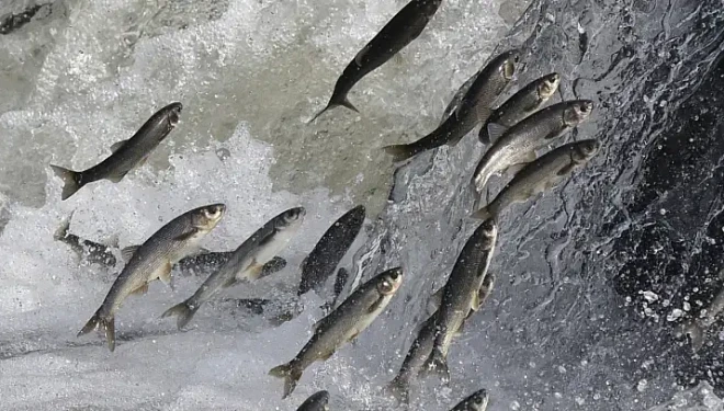 Van Balığı av yasağı süresi uzatılacak mı?