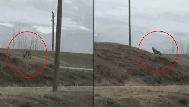 Güpegündüz kent merkezine Kurt indi! "Dikkatli olun" uyarısı yapıldı