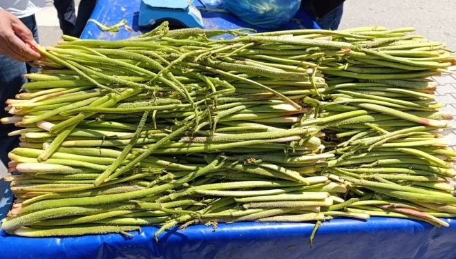 Van’da uçkun tezgahta: Kilosu 700 TL’ye dayandı