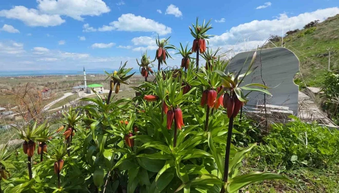 Van’da açan ters laleler göz kamaştırıyor
