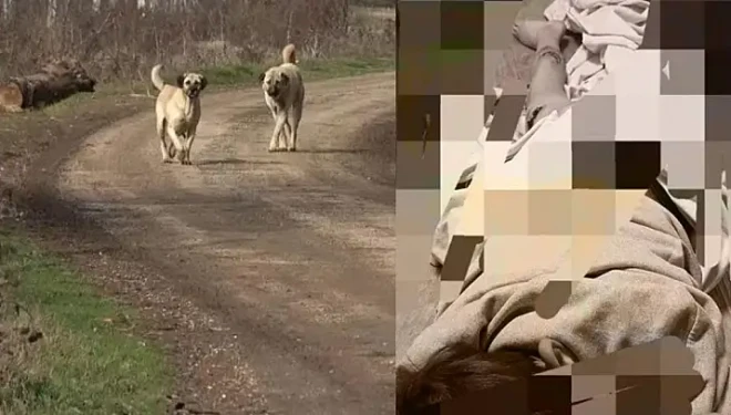 Van’da bir hafta arayla 3’üncü köpek saldırısı: 11 yaşındaki çocuk yaralandı