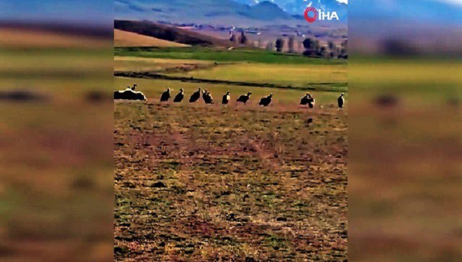 Özalp ilçesinde kızıl akbaba sürüsü görüldü
