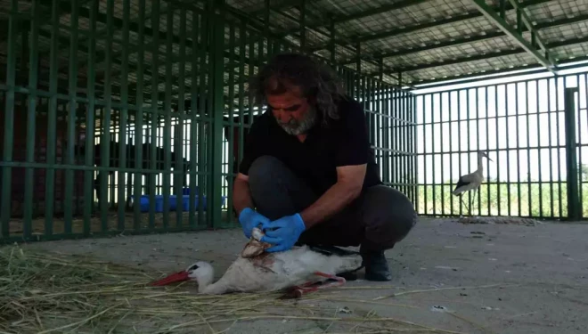 Yaban hayvanlarının ’kreş’ dönemi tamamlandı
