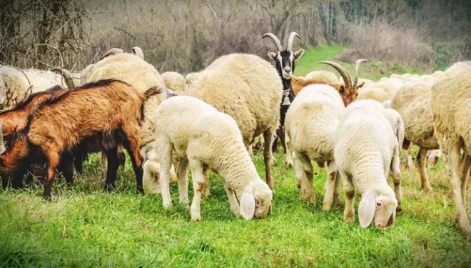 Van’da küçükbaş hayvancılık projesinde kredi limiti değişti