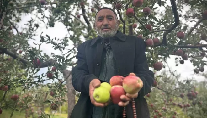 Van’da bir ağaçta hem kırmızı hem yeşil elma
