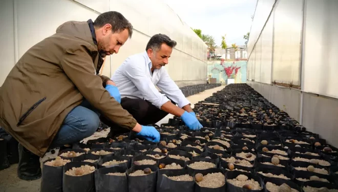 İpekyolu seralarında tohumdan 5 bin fide yetiştirilecek