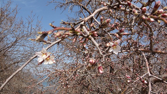 Akdamar Adası'nda badem ağaçları çiçek açtı