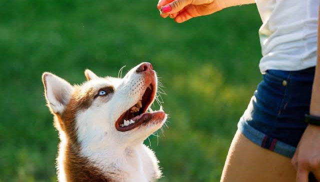 Köpeğinizle Hızlı İletişim Kurmanın Püf Noktaları