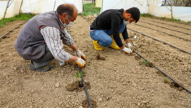 Gürpınar'da fideler toprakla buluştu