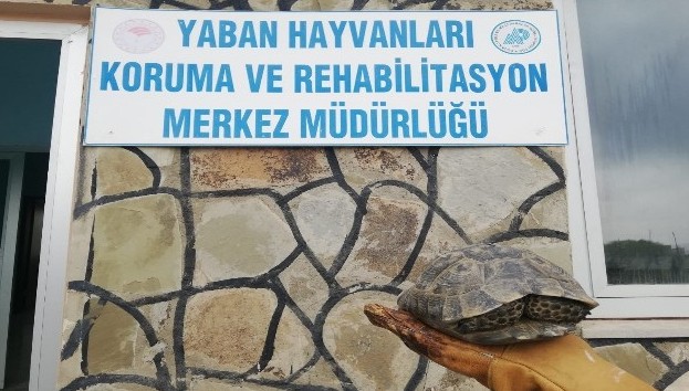 Kaplumbağayı sert cisimle vurup yaraladılar