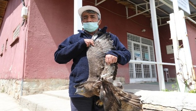 Yaralı şahine belediye personeli sahip çıktı
