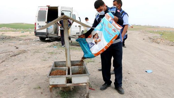 Erciş'te kısıtlamada sokak hayvanlarını beslediler