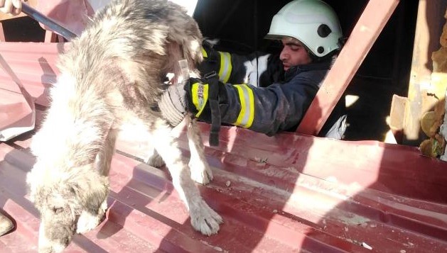 Çatıda mahsur kalan köpek kurtarıldı