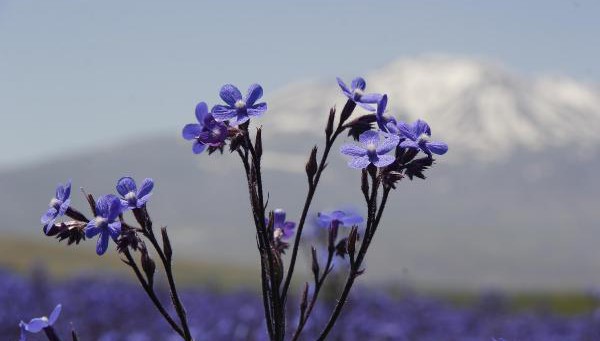 Mor renkli sığır dili çiçekleri fotoğrafçı ilgisi