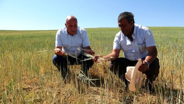 Başkan Özgökçe: Van'daki Kuraklık Çiftçileri Vurdu!