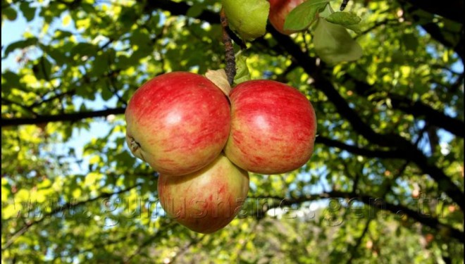 Van'da elma iç kurduna karşı ikinci ilaçlama uyarısı