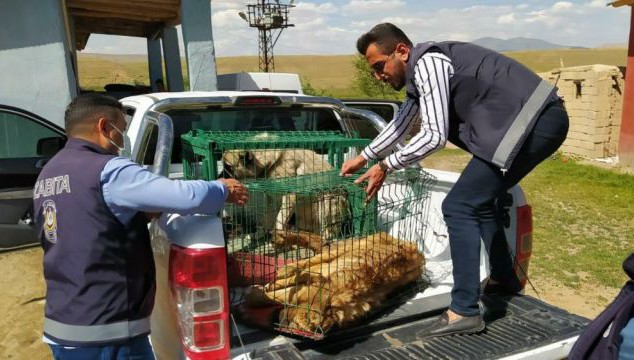 Belediye ekiplerinden yaralı köpeklere şefkat eli