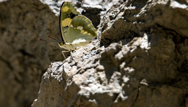 Van'daki vadiler rengarenk kelebeklere ev sahipliği yapıyor