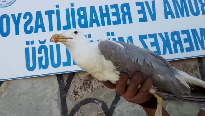 Yaralı kuşlar tedavi altına alındı