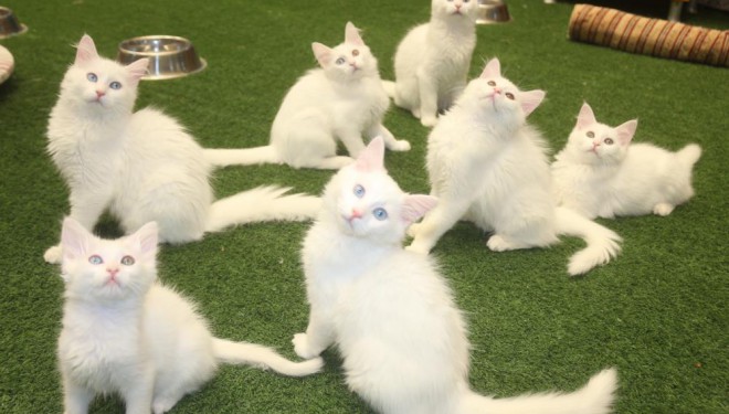 Bakanlık kararı Van kedisi hayranlarını sevindirdi