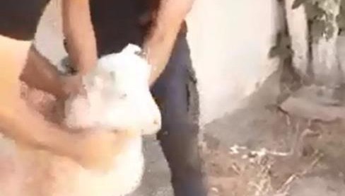 Trafo ile duvar arasında sıkışan keçi kurtarıldı