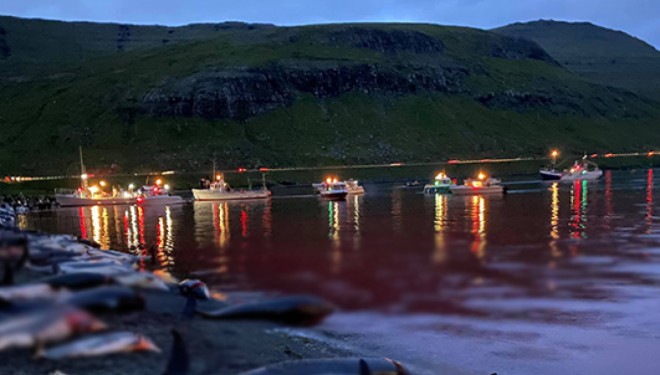 Faroe Adaları'ndaki 'festivalde' bin 428 balina ve yunus öldürüldü