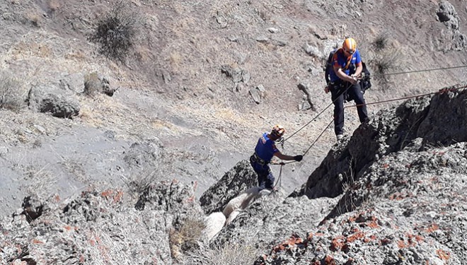 Kayalıklarda mahsur kalan koyunlar AFAD tarafından kurtarıldı