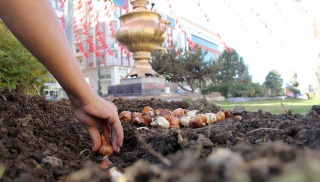 Van'da park ve caddelere 120 bin lale soğanı dikildi