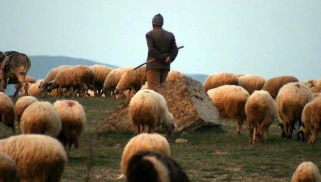 "Elimde çok kaliteli Afgan çoban var" ilanı veren şahıs gözaltına alındı