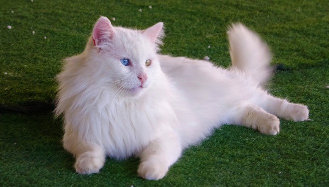 Van kedileri yavrulama dönemine hazırlanıyor (Van Haber)