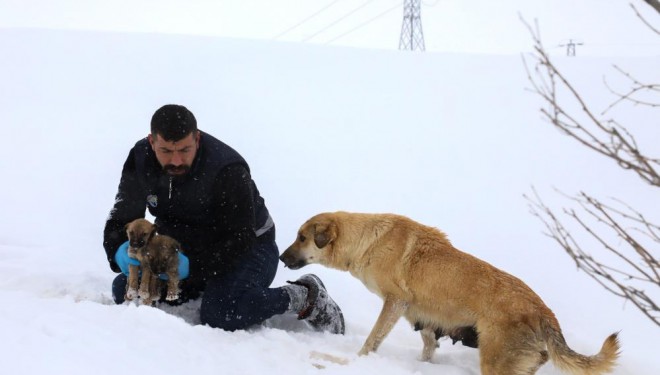 Ekiplerin dikkati yavru köpekleri donmaktan kurtardı