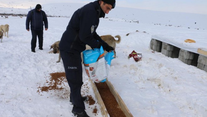 Erciş’te sokak hayvanları unutulmadı