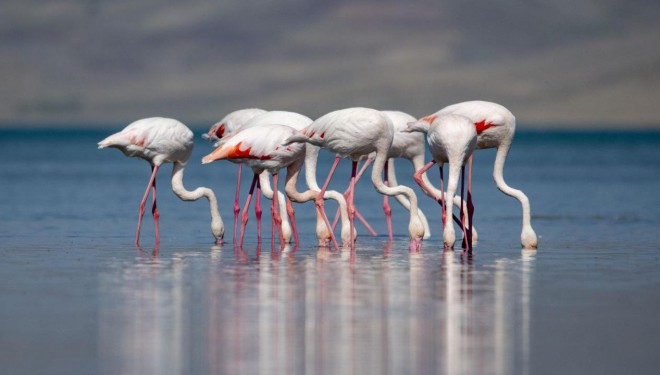 Aktivistler, flamingolara dikkat çekti