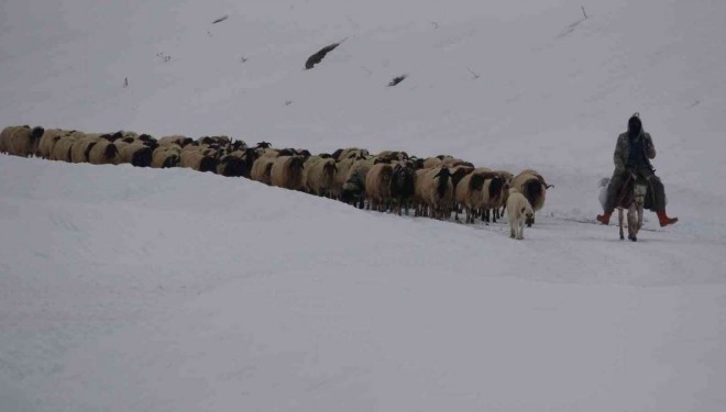Koruma altındaki Norduz koyununun kartpostallık görüntüleri