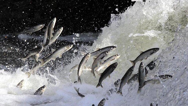 Balık göçüne sayılı günler kalırken Deliçay'ın su debisi arttı