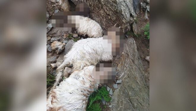 Hayvan sürüsüne yıldırım düştü: En az 40 keçi öldü