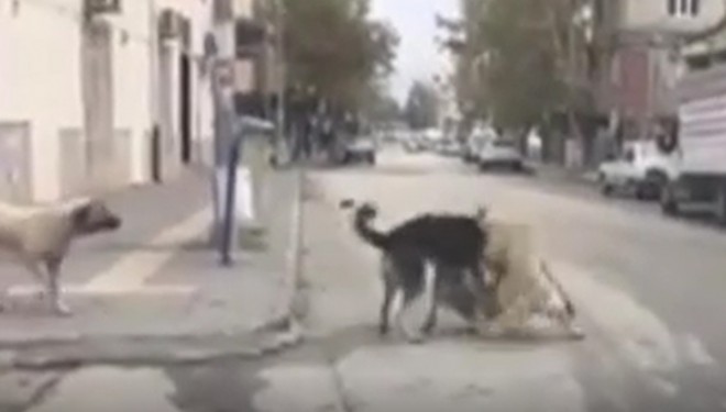 Gaziantep'te köpeklerin saldırdığı 1 kişi öldü