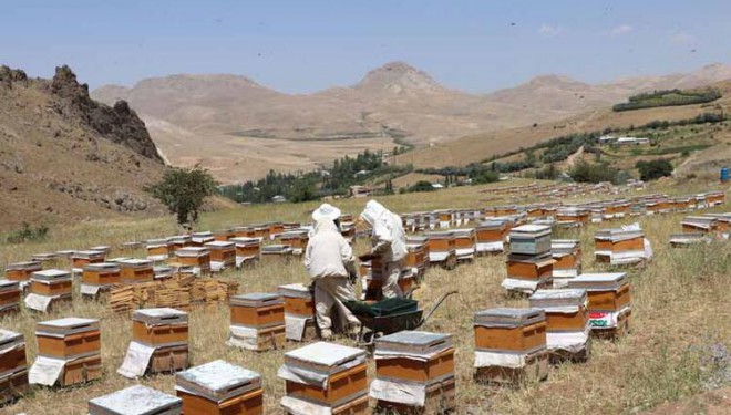 Arıcılar Birliği Başkanı Tandoğan: Van'da bal verimi yüzde 200 arttı