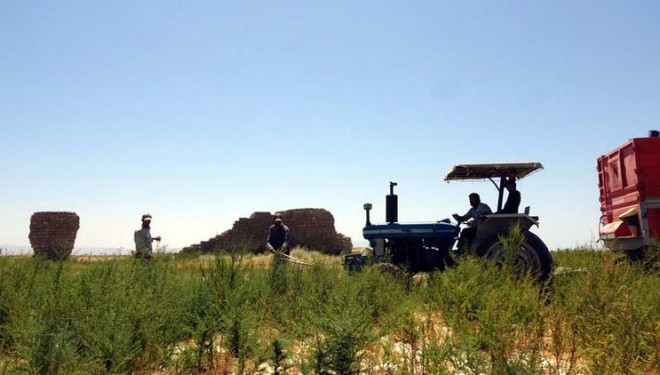 Van Gölü çekildi, tarım alanları gün yüzüne çıktı