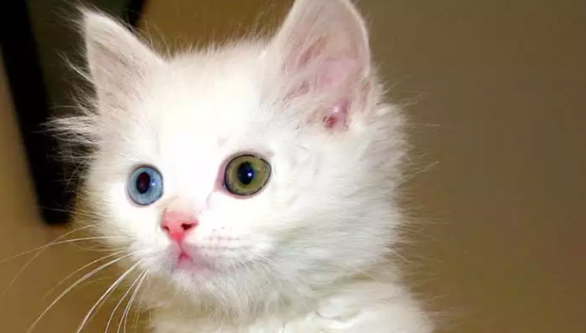 Safkan Van kedisi ırkında bir ilk yaşandı. Altız doğum gerçekleşti.