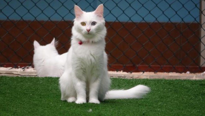 Dünyaca ünlü Van kedilerine 2022 yılında ziyaretçi akını