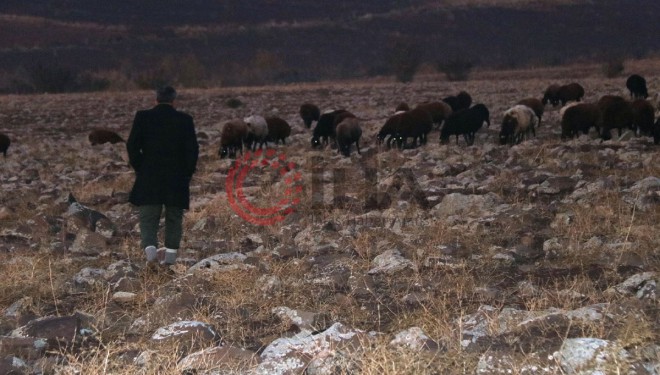 Göçerlerin çoluk, çocuk demeden hayvancılığa adanan zorlu yaşamları