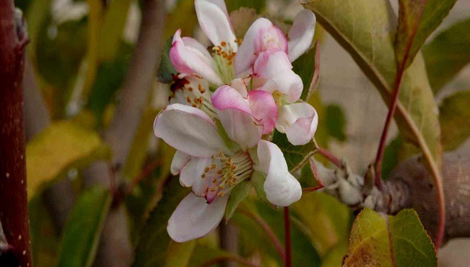 Van Edremit'te elma ağacı aralık ayında
