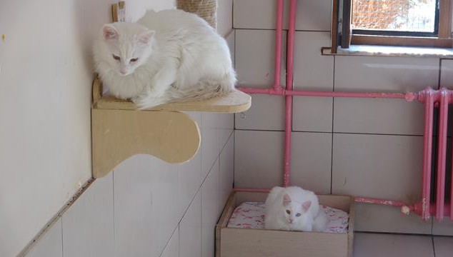 2023 yılı için 130 'damızlık' Van kedisi seçildi