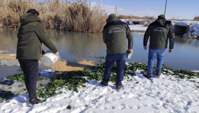 Erçek Gölü çevresine yaban hayvanlar için yem bırakıldı