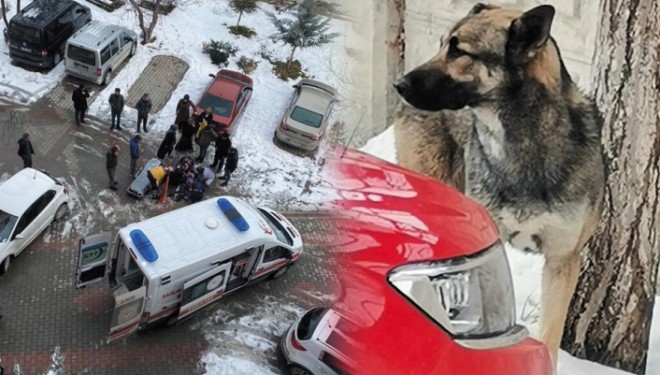 Van'da yaşanan olay sonrası, sosyal medyada köpek saldırısına sert tepki gösterildi