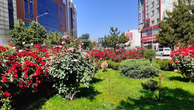 Semaver kavşağı güllerle donatıldı