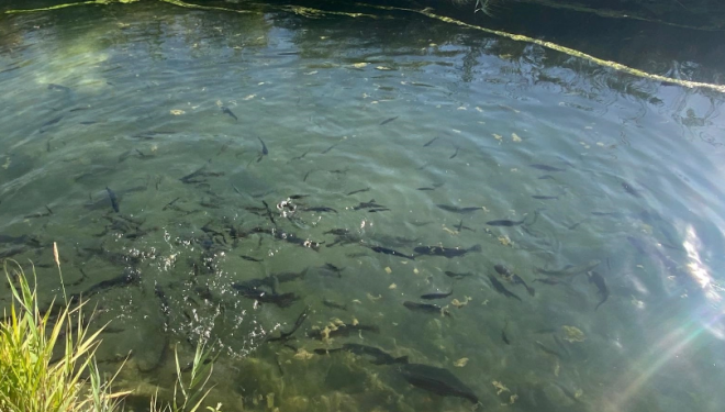 Van’da alabalık üretim ‘köşk’ü